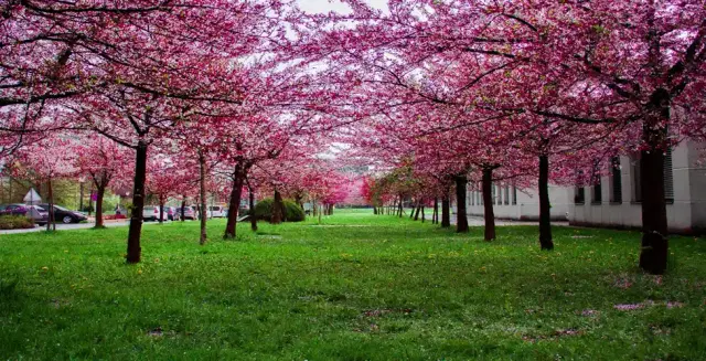 Vancouver cherry blossoms 2024 - A complete Guide - See Sight Tours