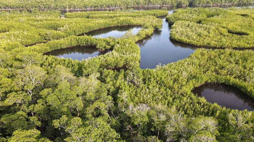 https://res.cloudinary.com/see-sight-tours/image/upload/v1643384421/strapi/Everglades_National_Park_unsplash_58a4fb6a0b.jpg