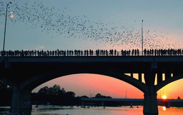 The Best Austin Bat Tour & Cruise in 2024 - See Sight Tours