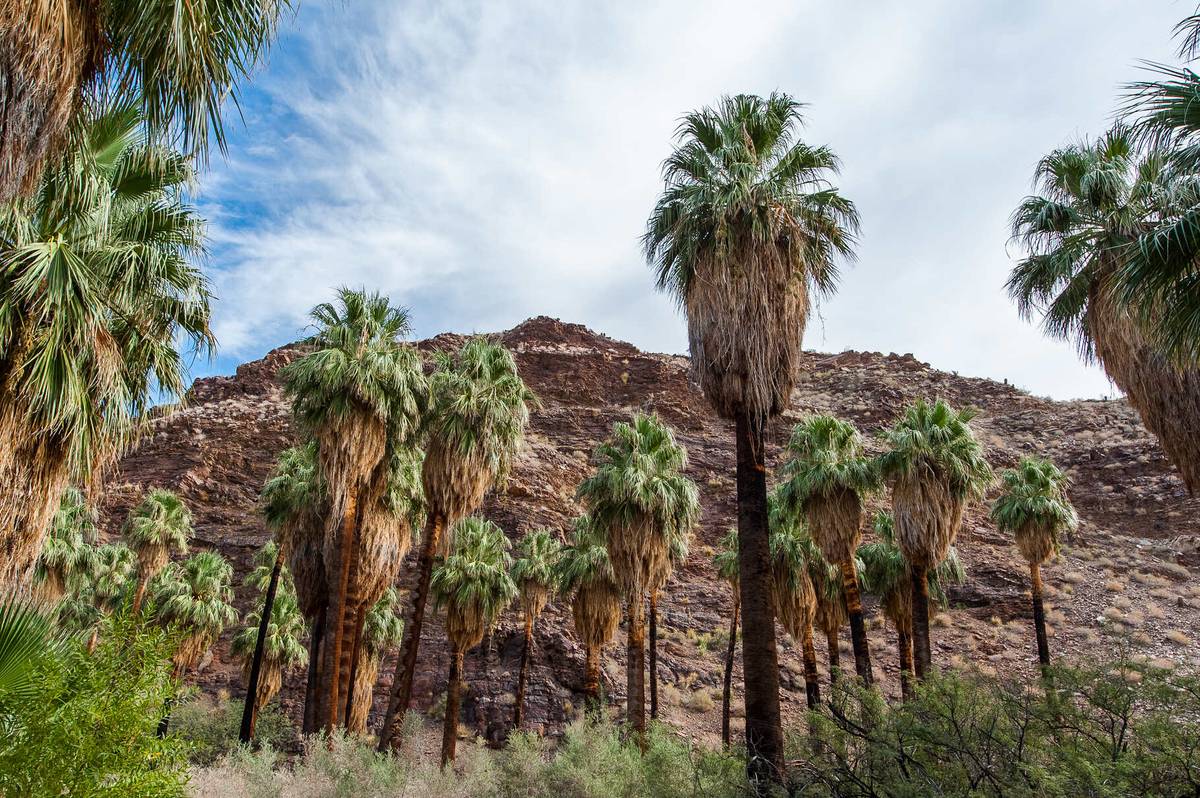 Best of Palm Springs Small Group Tour w/ Aerial Tram image 5