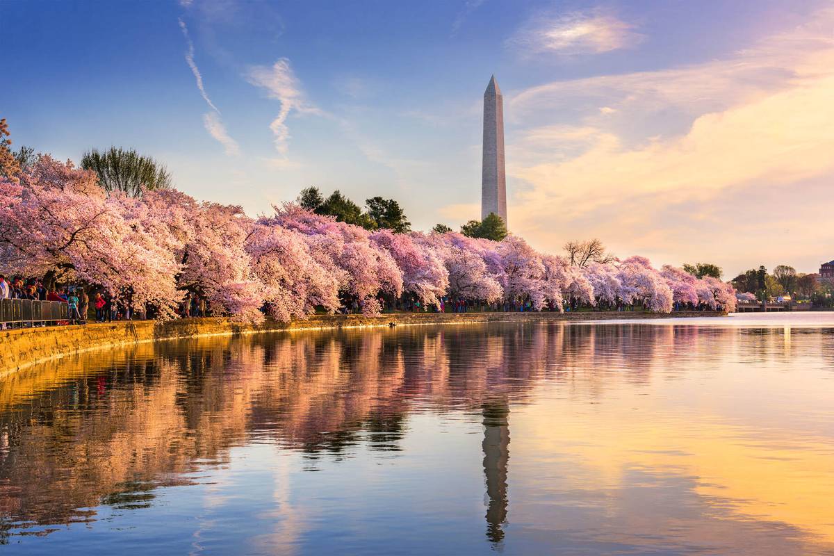 Best of Washington Tour w Boat Cruise image 5